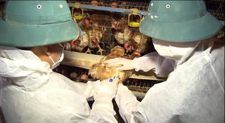 Hà Tĩnh: Đề phòng găm hàng, tăng giá thuốc thú y