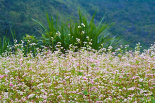 Đồng Văn (Hà Giang): Trồng thêm 300 ha cây Tam giác mạch