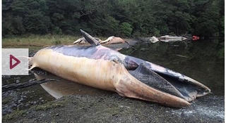 Xác 337 con cá voi mắc cạn làm thay đổi vịnh biển Chile