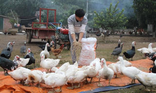 Làm giàu ở nông thôn: Nuôi gà leo cây, thu lãi hàng trăm triệu