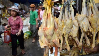 Chất cấm trong chăn nuôi: Càng cấm càng tăng