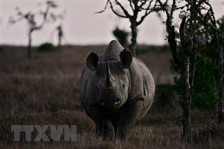 Thêm hàng nghìn loài động, thực vật có nguy cơ tuyệt chủng