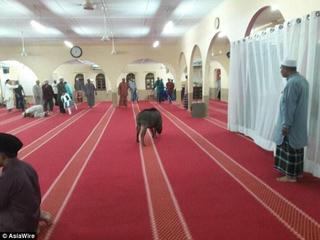 Malaysia: Lợn rừng điên cuồng tấn công người trong nhà thờ