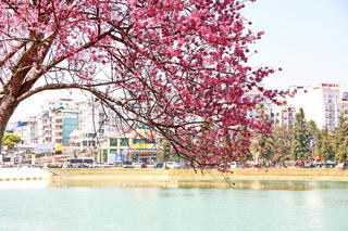 Lên xứ mai anh đào