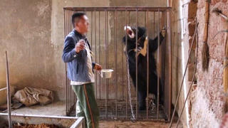 Trung Quốc: Chó hoang được nhận nuôi bỗng ‘hóa gấu’ khổng lồ