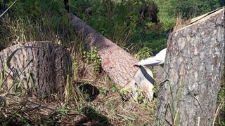 Lâm Đồng: Rừng thông cổ thụ bị cưa hạ trái phép