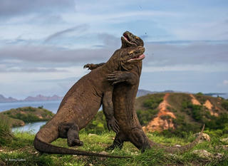 Rồng Komodo