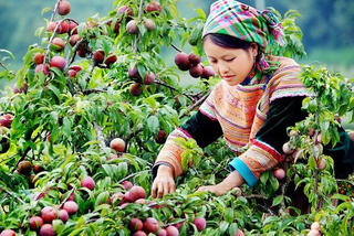 Mận Bắc Hà chính thức được chứng nhận đăng ký nhãn hiệu