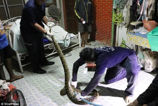 Con trăn hung dữ lẻn vào nhà dân để săn mèo