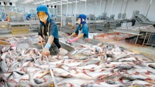 Cá tra ‘Bắc tiến’