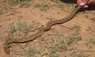 Rắn độc bò vào nhà dân trốn chim săn mồi