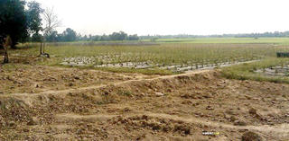 Bắc Ninh được chuyển 23 ha đất trồng lúa sang đất phi nông nghiệp