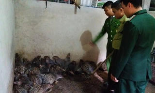 Tàng trữ 47 con khỉ, chồn đông lạnh trong nhà