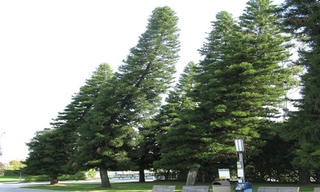 Vì sao cây thông luôn mọc nghiêng về một phía