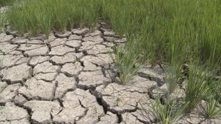 Yếu tố “nhân tai”