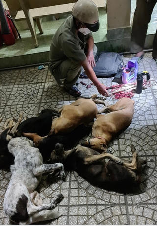 Tuần tra chống đua xe, CSGT bắt nhóm trộm chó trong đêm tại TP HCM