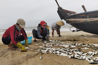 Thừa Thiên – Huế: Ngư dân bãi ngang được mùa cá trích