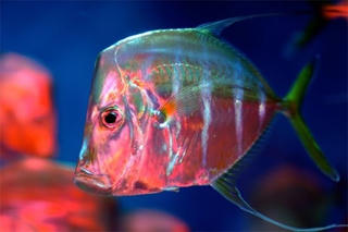 Những loài cá có khả năng 'tàng hình' trong tích tắc