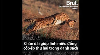 [VIDEO] Loài mèo chạy nhanh chỉ sau báo cheetah