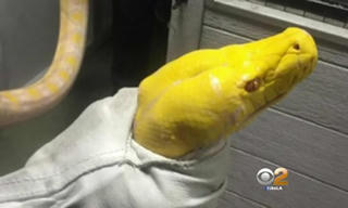 Thả trăn vào nhà hàng trả thù vì nghĩ bị 'chặt chém'