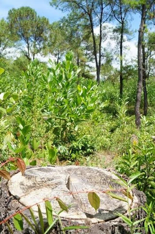 Vụ “Tan nát rừng thông Caribe” phạt hành chính 50 triệu đồng