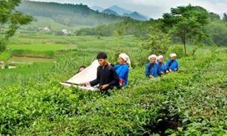 Tuyên Quang: Mỗi xã một sản phẩm  mang lại hiệu quả thiết thực