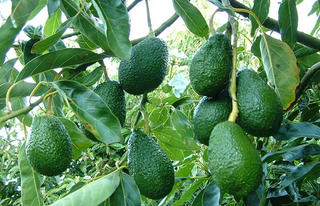 Khá giả nhờ trồng bơ