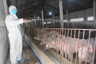 Giá lợn giống cao, tái đàn gặp khó