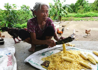 'Chuyện làng Nhô' ở Đắk Lắk - Bài cuối: Nhờn thuốc do được bao che