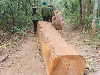 Có hay không việc bảo vệ rừng dựng chuyện bị cướp gỗ?