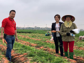 Mở rộng tiêu thụ cà rốt Hải Dương ra toàn quốc
