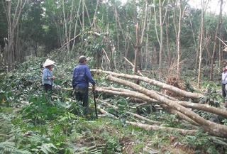 Quảng Nam: Phát triển diện tích trồng cây cao su