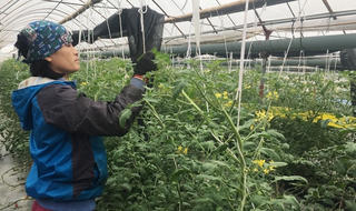 Bước ngoặt trong sản xuất nông nghiệp