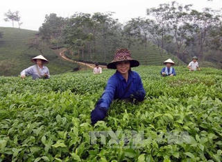 Phú Thọ: Đầu tư phát triển ngành chè