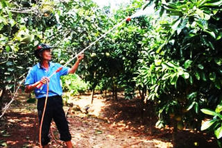 Hòa Bình: Mưa a xít, nhà vườn lao đao