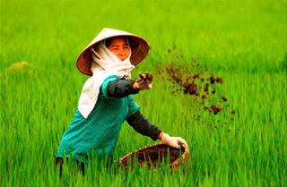 Phân bón giả làm khó nông dân