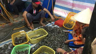 Kiên Giang: Bắt quả tang một cơ sở đang bơm tạp chất vào tôm