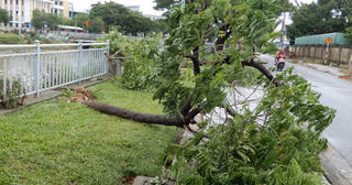 Đà Nẵng: Nhiều cây xanh bật gốc, người dân ra biển bắt cá sau bão