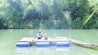 Nuôi cá lồng bè