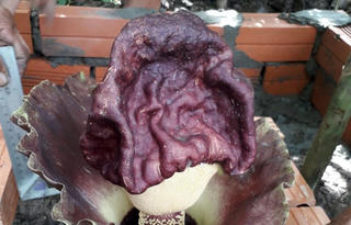 Kiên Giang: Người dân đổ xô đến xem, lập bàn thờ cúng 'hoa thánh'