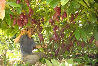 Triển vọng mới cho cây ca cao