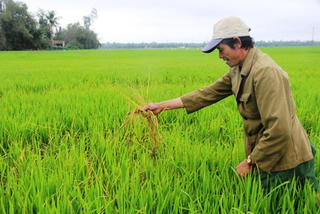 Dịch hại tàn phá lúa