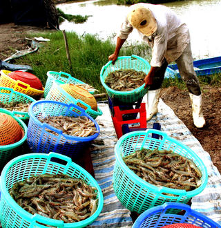 ‘Thủ phủ’ tôm đang gặp khó