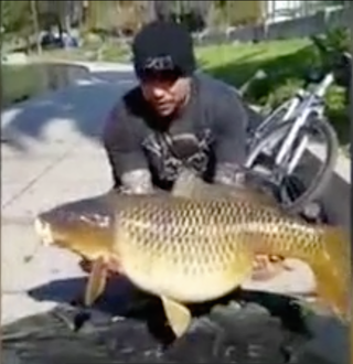 Câu được cá chép 'khổng lồ' nặng 23 kg