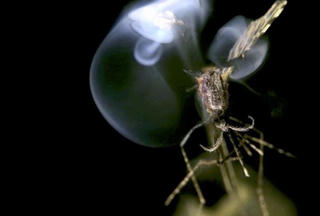 [VIDEO] Bắn tia laser diệt côn trùng  trong nháy mắt