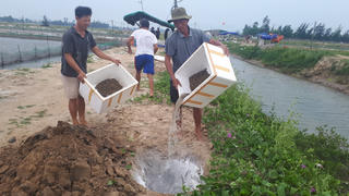 Hà Tĩnh: Nguyên nhân ốc hương chết hàng loạt là do người nuôi