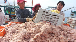 Hà Tĩnh: Ngư dân trúng đậm tép biển