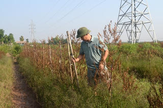 Nam Định: Đào, quất lỗi hẹn