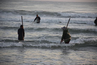 Người dân Quảng Nam được mùa ốc gạo đầu năm