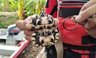 Rùa có mai hình đồng hồ cát
